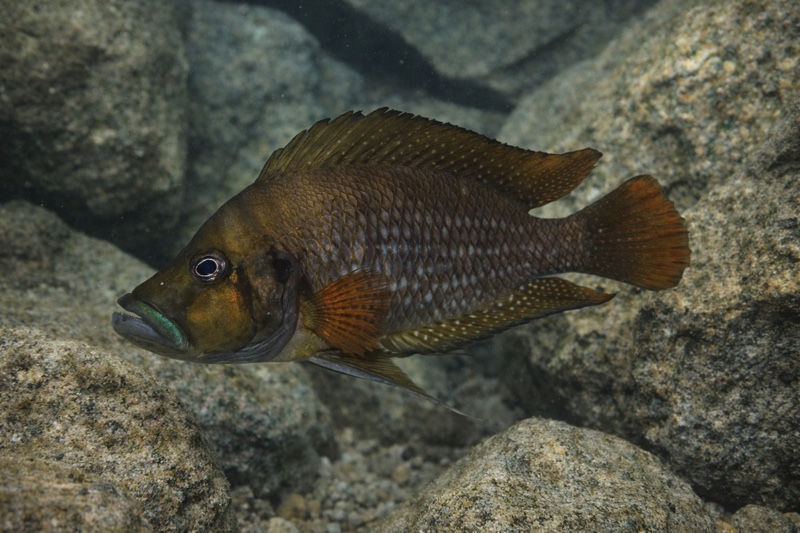 Altolamprologus compressiceps 'Kagunga'